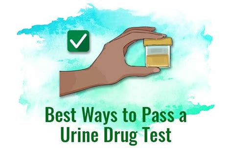 How to Pass a Urine Drug Test: Proven Ways, Myths, 